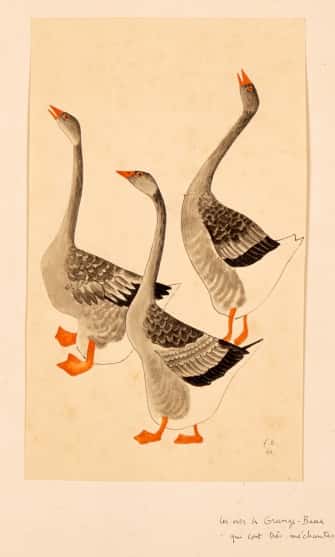 Les Oies de Grange-Basse