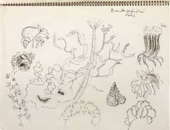 Coraux, algues et crustacés 