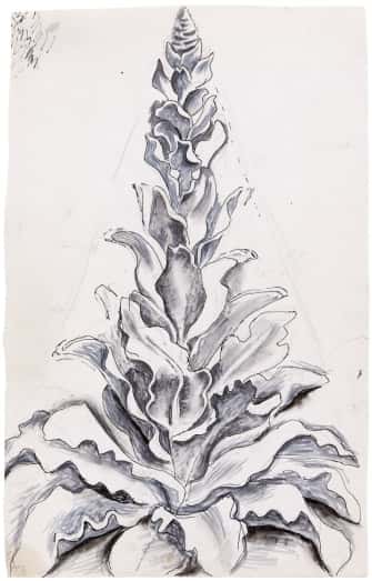 Grand bouillon blanc