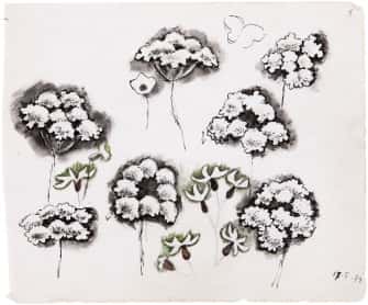 Ombelles et petites fleurs blanches