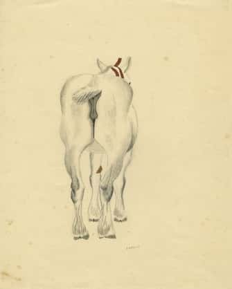 Croupe de cheval