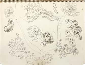 Poissons, coraux et crustacés